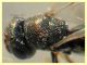 prob. Pteromalidae quasi 2 mm. - Anzio 1.9.2021 - (10).JPG