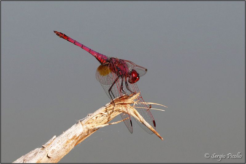 Trithemis-20210914-002-JGf.jpg