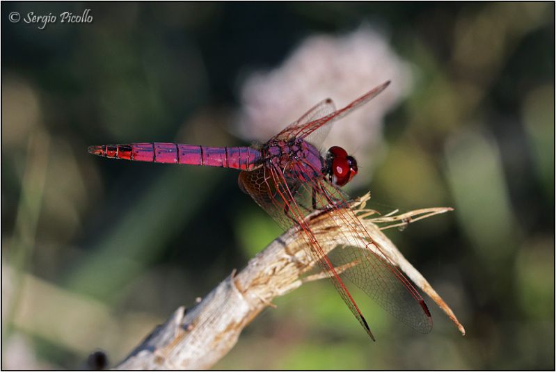 Trithemis-20210914-014-JGf.jpg