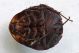Polyphagidae - Polyphaga aegyptiaca 1.jpg