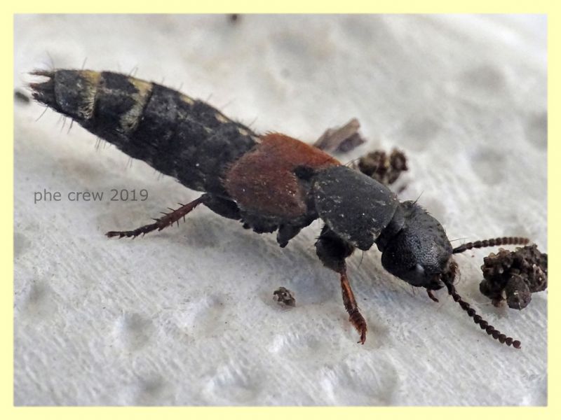 prob. Platydracus chalcocephalus - 16 mm. - Roma - San Paolo - 24.9.2019 - (4).JPG