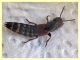 prob. Platydracus chalcocephalus - 16 mm. - Roma - San Paolo - 24.9.2019 - (7).JPG