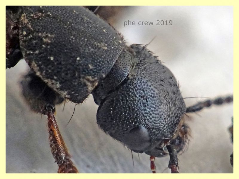 prob. Platydracus chalcocephalus - 16 mm. - Roma - San Paolo - 24.9.2019 - (3).JPG