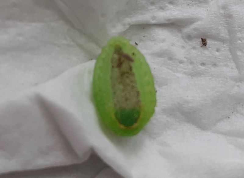 3Larva.jpg