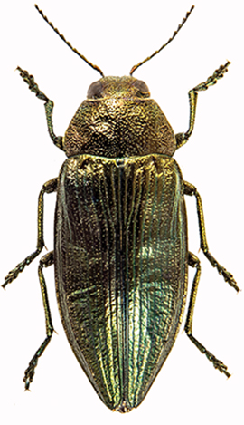 Buprestis rustica WEB.jpg