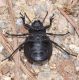 Pimelia payraudi payraudi  (2).jpg