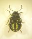 Chrysolina ventrale copia.jpg