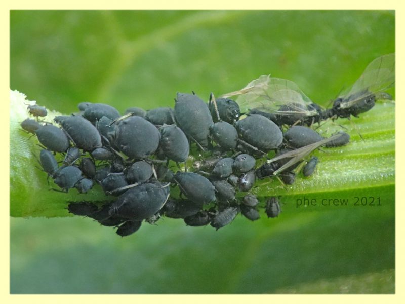 Aphis rumicis su Rumex crispus - Anzio 20.4.2021 - (3).JPG