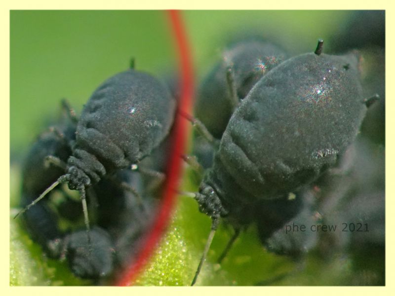 Aphis rumicis su Rumex crispus - Anzio 20.4.2021 - (50).JPG