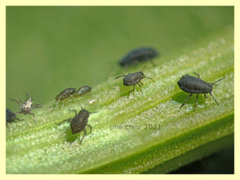 Aphis rumicis su Rumex crispus - Anzio 20.4.2021 - (46).JPG