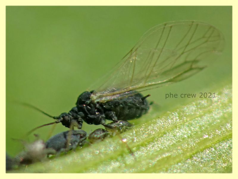 Aphis rumicis su Rumex crispus - Anzio 20.4.2021 - (40).JPG