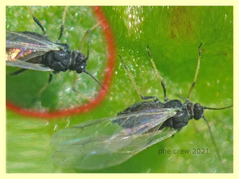 Aphis rumicis su Rumex crispus - Anzio 20.4.2021 - (19).JPG