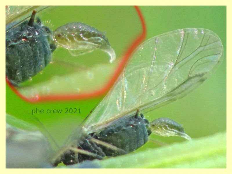 Aphis rumicis su Rumex crispus - Anzio 20.4.2021 - (12).JPG