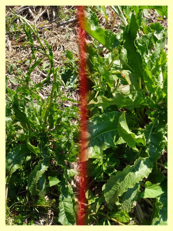 Aphis rumicis su Rumex crispus - Anzio 20.4.2021 - (52).JPG