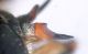 Atab2 ant.JPG