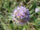 Halictus scabiosae.JPG