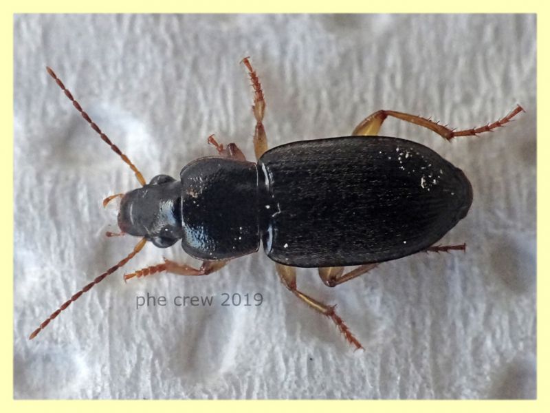 prob. Pseudoophonus griseus circa 6 mm. - Roma - San Paolo - 24.9.2019 -  (2).JPG