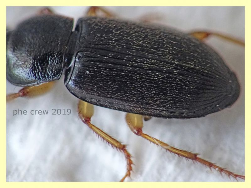prob. Pseudoophonus griseus circa 6 mm. - Roma - San Paolo - 24.9.2019 -  (3).JPG