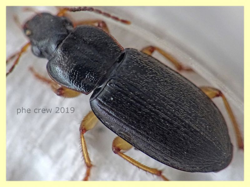 prob. Pseudoophonus griseus circa 6 mm. - Roma - San Paolo - 24.9.2019 -  (4).JPG
