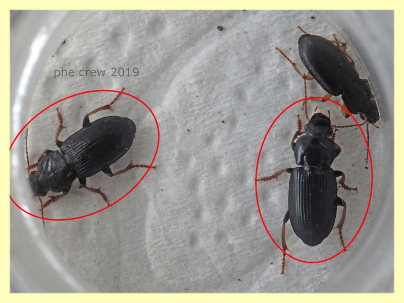 prob. Harpalus sulphuripes 7 e 8 mm. - Roma - San Paolo - 24.9.2019 -  (1).JPG