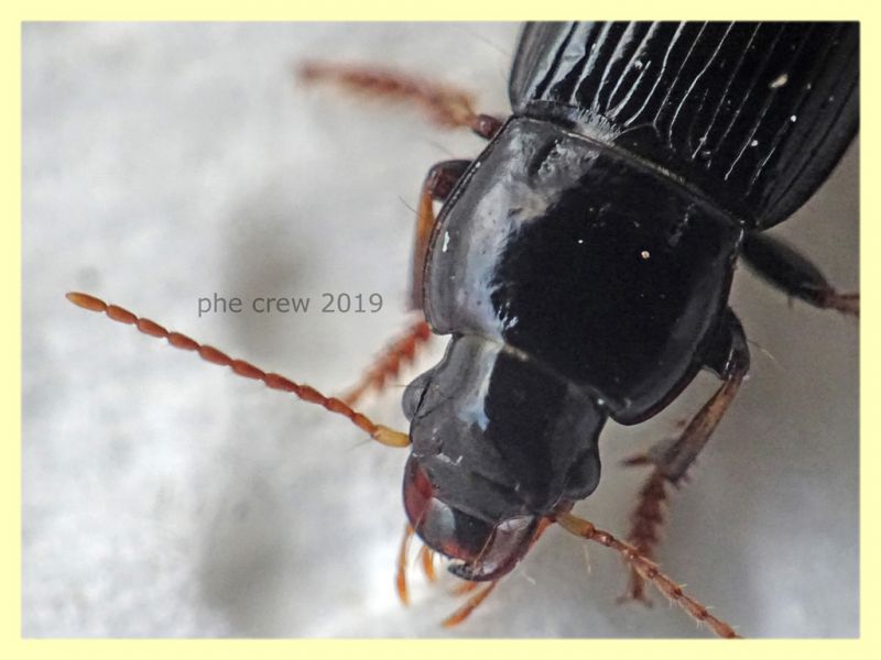 prob. Harpalus sulphuripes 7 e 8 mm. - Roma - San Paolo - 24.9.2019 -  (7).JPG