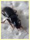 prob. Harpalus sulphuripes 7 e 8 mm. - Roma - San Paolo - 24.9.2019 -  (3).JPG