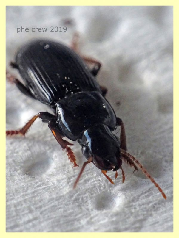 prob. Harpalus sulphuripes 7 e 8 mm. - Roma - San Paolo - 24.9.2019 -  (3).JPG