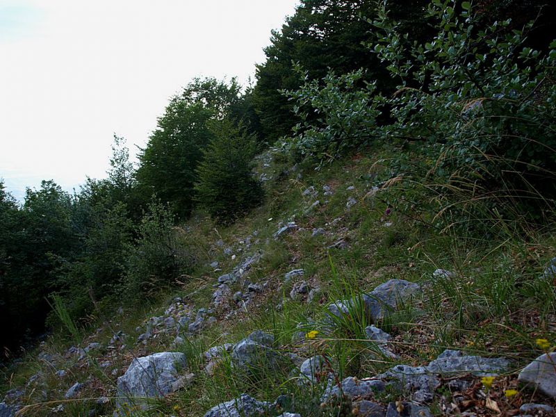 Monte_Scalambra_habitat_29-VII-2010.jpg