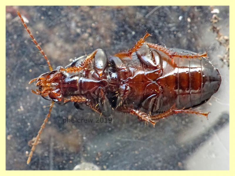 prob. Harpalus sulphuripes 7 e 8 mm. - Roma - San Paolo - 24.9.2019 -  (5).JPG