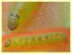 larva 5.10.2021 - 6 mm. -.JPG