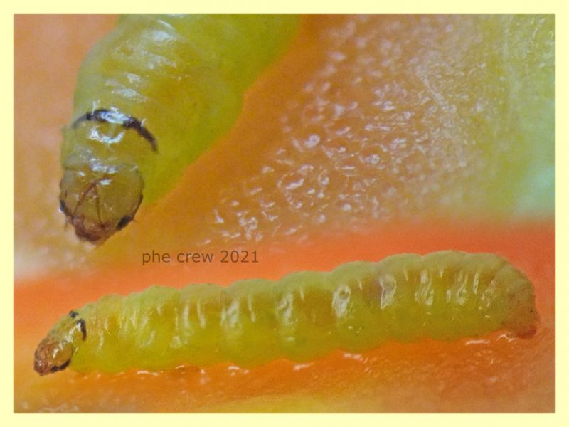larva 5.10.2021 - 6 mm. -.JPG
