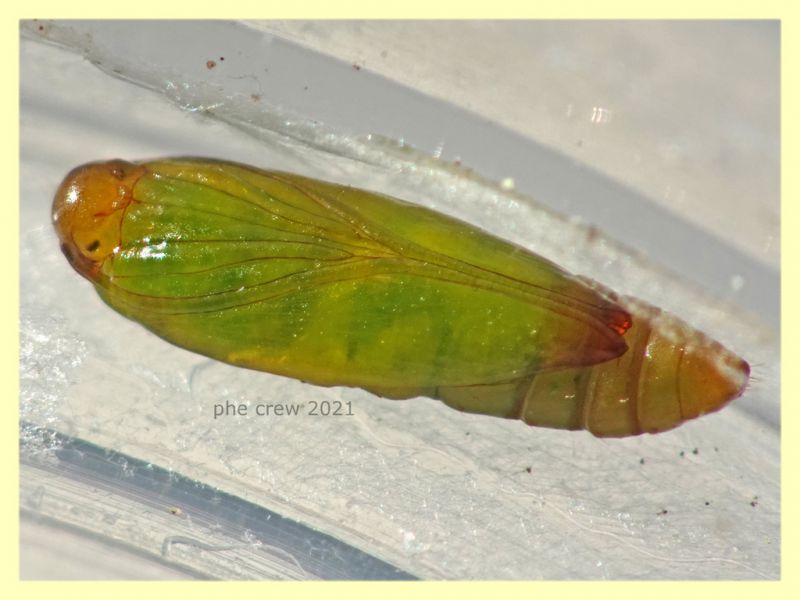 pupa 5 mm. - 9.10.2021 - (18).JPG