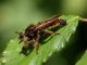 Fiumata_29-VII-2010_OL034.JPG