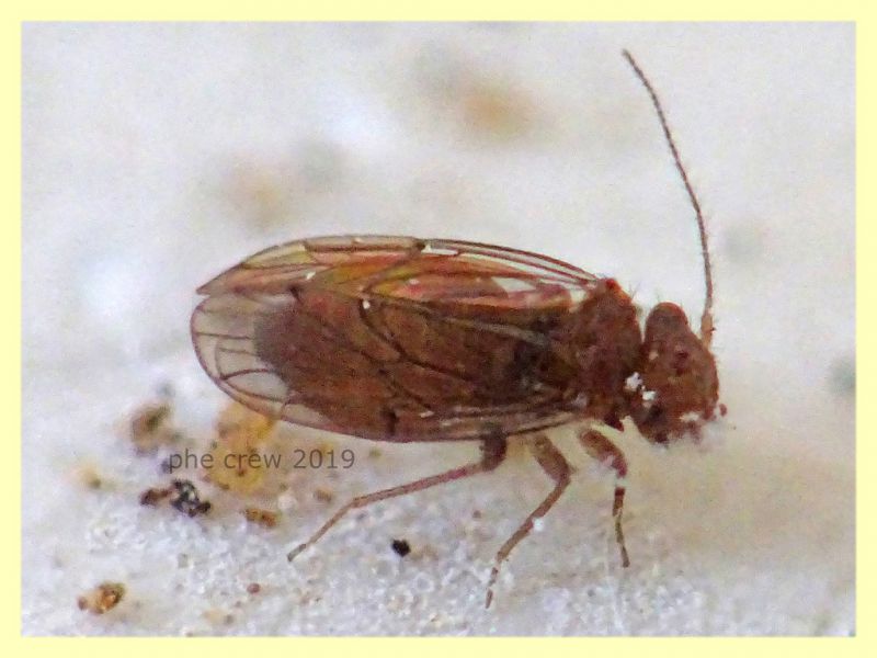 Ectopsocidae - prob. Ectopsocus briggsi - 1,5 mm. - San Paolo RM - 24.9.2019 - (6).JPG