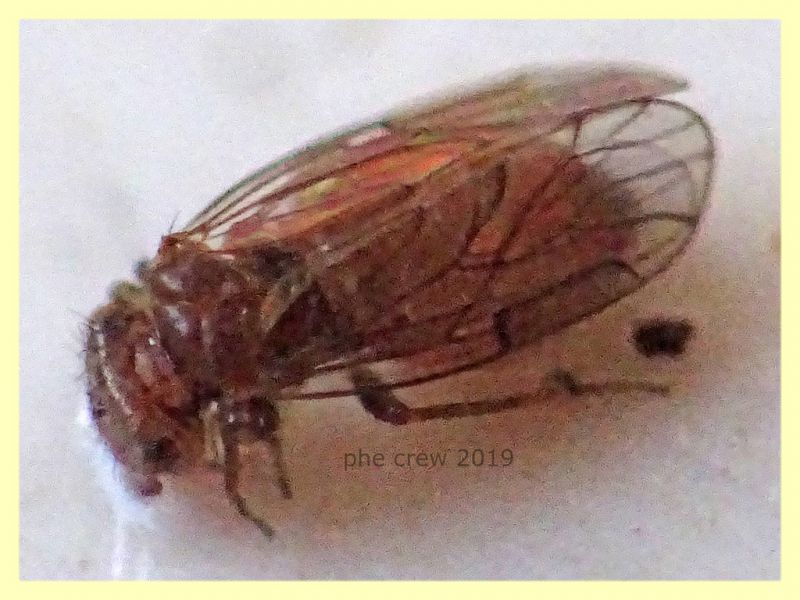 Ectopsocidae - prob. Ectopsocus briggsi - 1,5 mm. - San Paolo RM - 24.9.2019 - (3).JPG