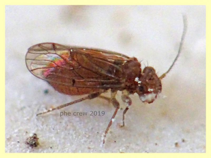 Ectopsocidae - prob. Ectopsocus briggsi - 1,5 mm. - San Paolo RM - 24.9.2019 - (8).JPG