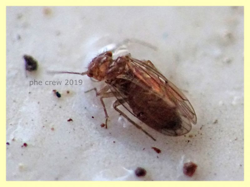 Ectopsocidae - prob. Ectopsocus briggsi - 1,5 mm. - San Paolo RM - 24.9.2019 - (1).JPG