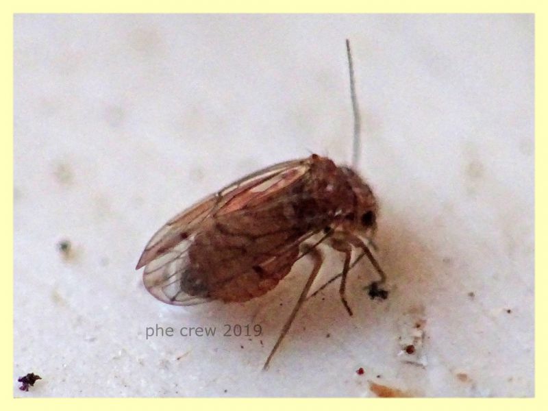 Ectopsocidae - prob. Ectopsocus briggsi - 1,5 mm. - San Paolo RM - 24.9.2019 - (2).JPG