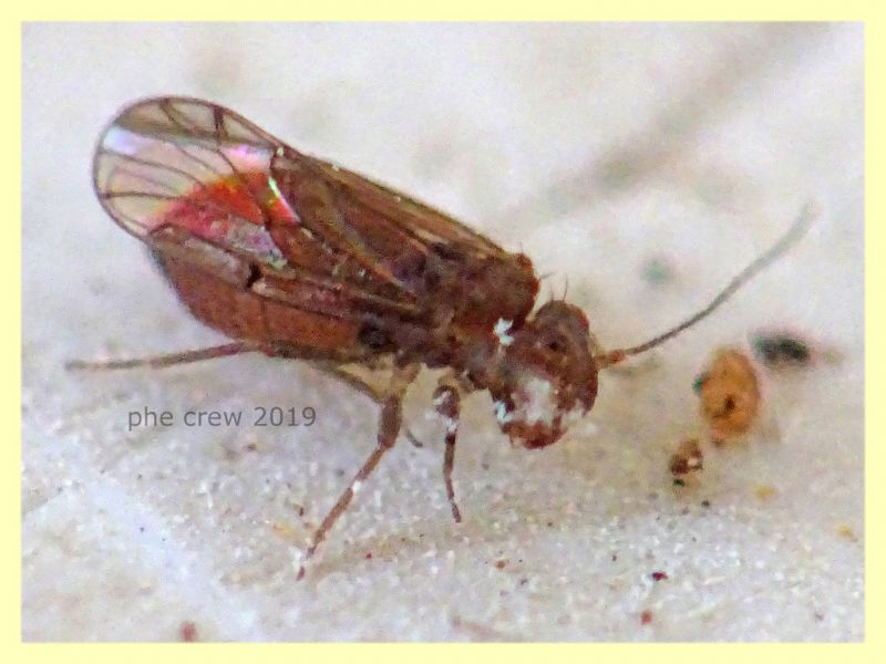 Ectopsocidae - prob. Ectopsocus briggsi - 1,5 mm. - San Paolo RM - 24.9.2019 - (7).JPG