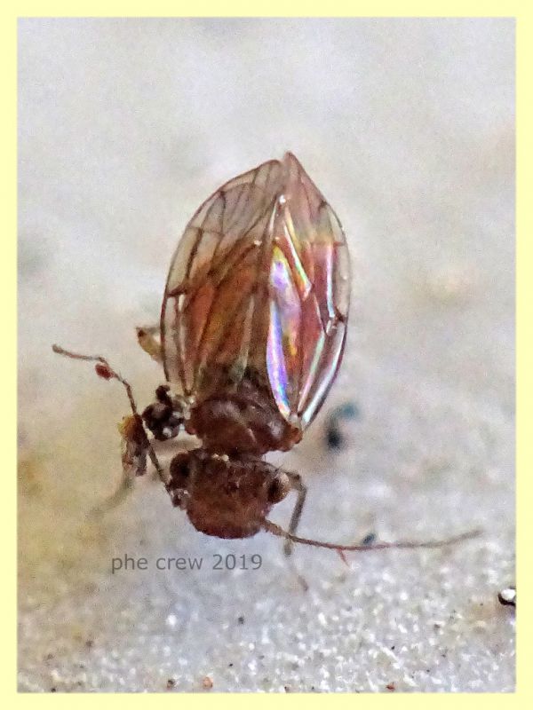Ectopsocidae - prob. Ectopsocus briggsi - 1,5 mm. - San Paolo RM - 24.9.2019 - (5).JPG