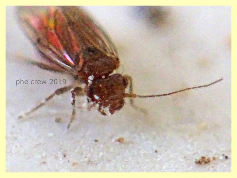 Ectopsocidae - prob. Ectopsocus briggsi - 1,5 mm. - San Paolo RM - 24.9.2019 - (9).JPG