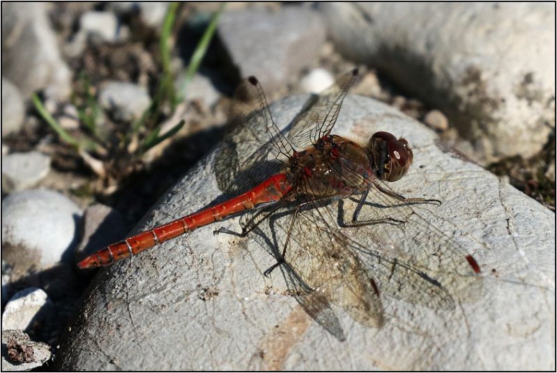 Sympetrum-1505.jpg