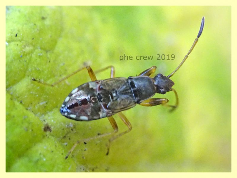 Paraparomius leptopoides ninfa circa 7 mm. - Roma - San Paolo - 24.9.2019 - (1).JPG