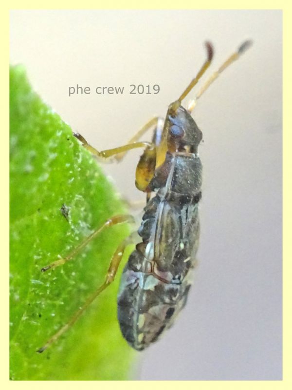 Paraparomius leptopoides ninfa circa 7 mm. - Roma - San Paolo - 24.9.2019 - (2).JPG