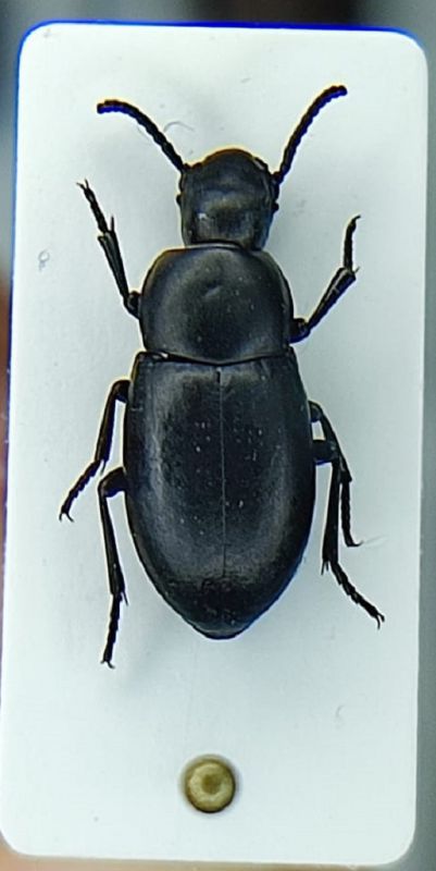 Dailognatha_hellenica.jpg