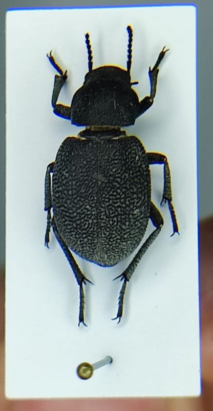 Phymatiotris_quadricollis_1.jpg