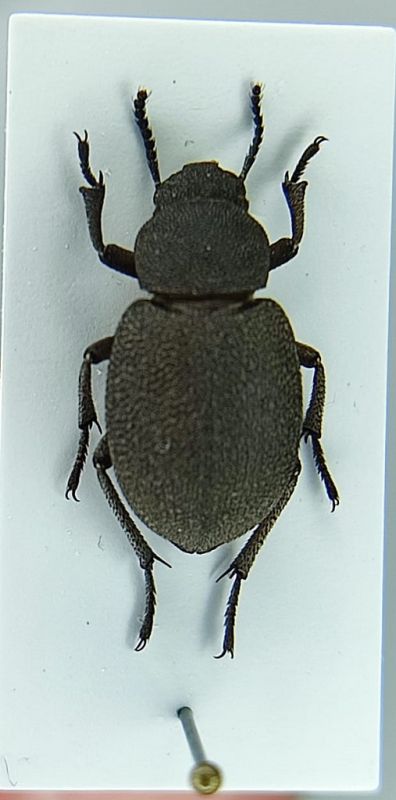 Phymatiotris_quadricollis_2.jpg