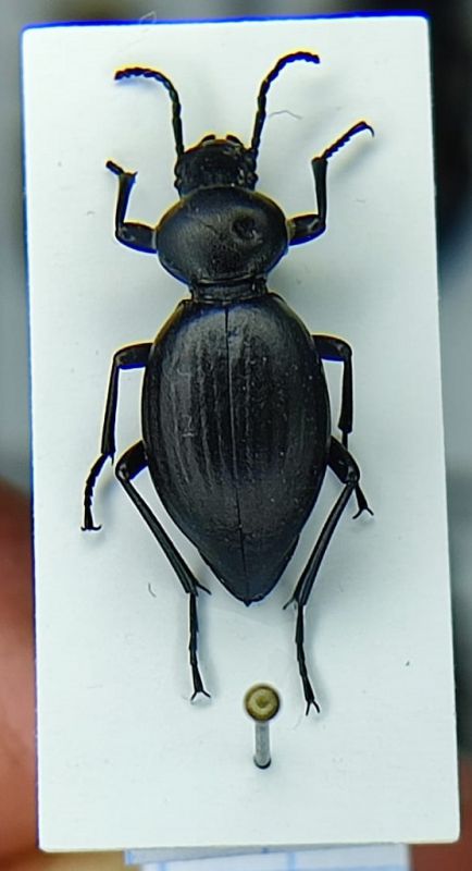 Tentrya_rotundata_sulcatipennis_1.jpg