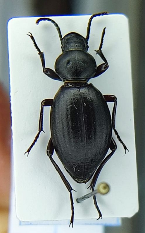 Tentrya_rotundata_sulcatipennis_2.jpg