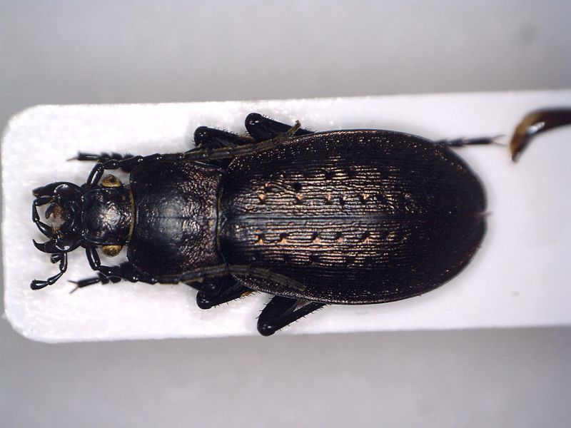 orinocarabus.jpg